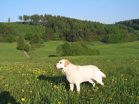 hond in het veld